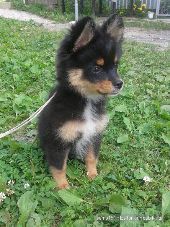 Моя красоточка Лорочка Kaye Wiggs (фото 7)