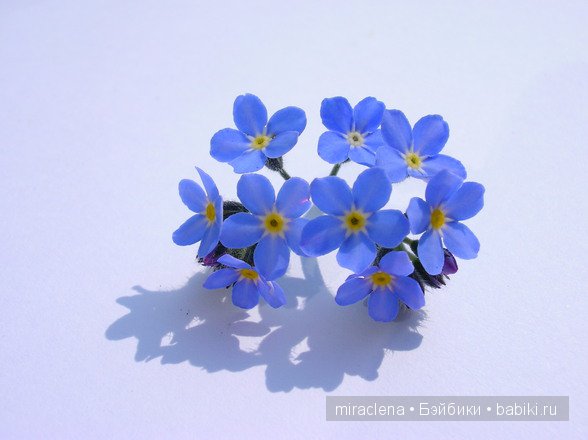 "...Не забудь и ты меня" или Королева Майя. Armand Marseille