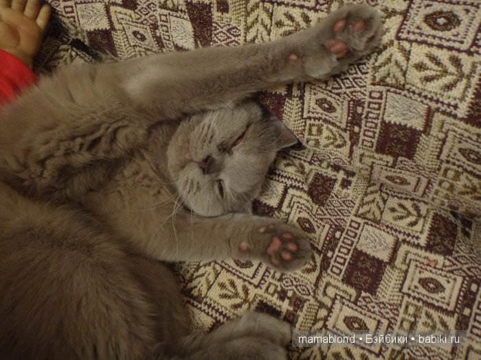 Как мы мешали спать коту. По следам конкурса " Кукла и питомец"