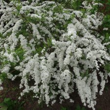Как цветет спирея