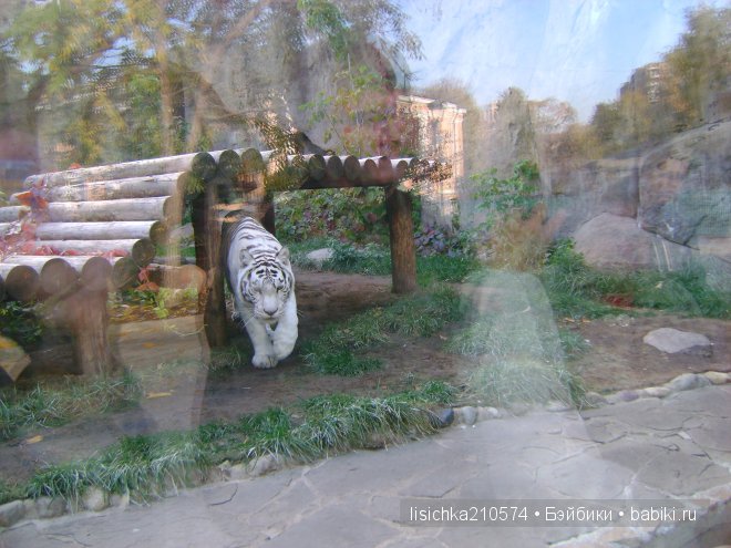 Как в центре Москвы на меня напал тигр, а я не испугалась (фото 3)