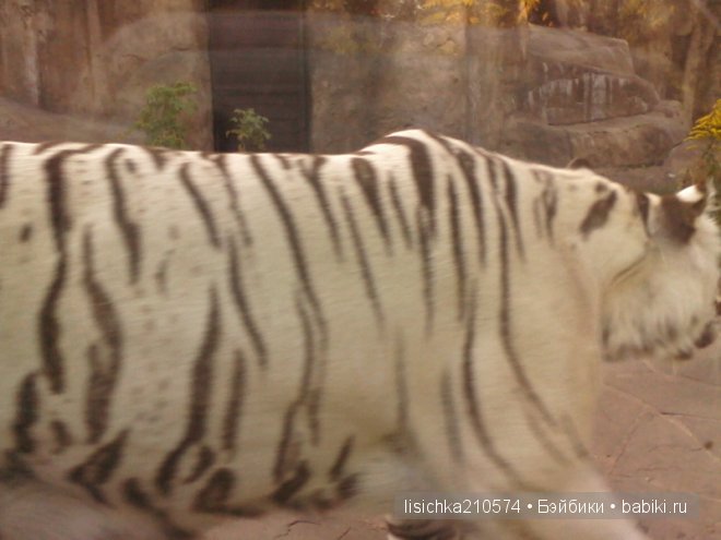 Как в центре Москвы на меня напал тигр, а я не испугалась