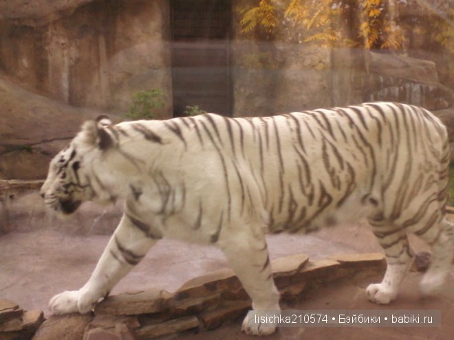 Как в центре Москвы на меня напал тигр, а я не испугалась (фото 2)