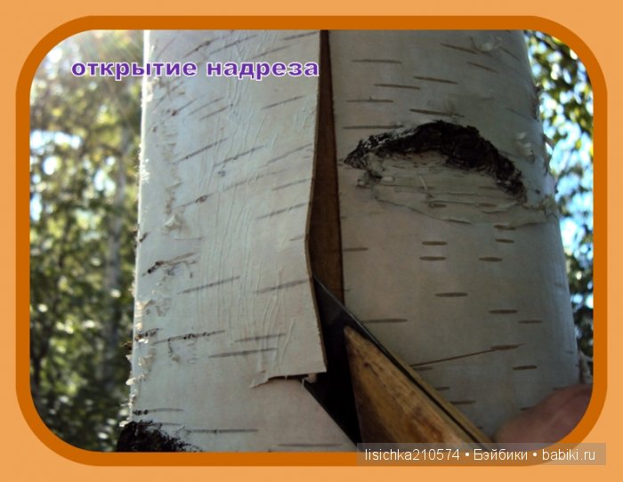 Плетение из бересты, начало. (Федорова Надежда) (фото 3)