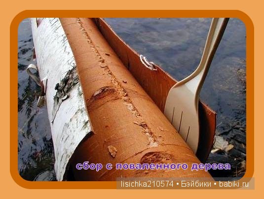 Плетение из бересты, начало. (Федорова Надежда)