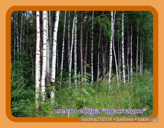 Плетение из бересты, начало. (Федорова Надежда)