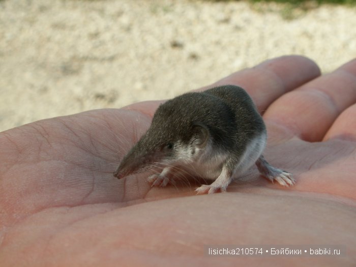 На ловца и... пупсики сбегаются! Чудесная находка (фото 7)