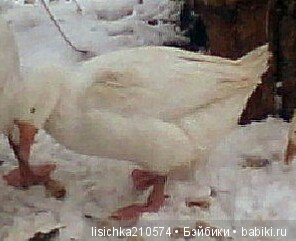 "ДНЕВНИКИ ПИФАГОРА" рассказы о маленьком гусенке. Федорова Надежда(иллюстрации автора) (фото 8)