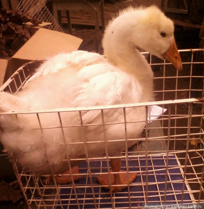 "ДНЕВНИКИ ПИФАГОРА" рассказы о маленьком гусенке. Федорова Надежда(иллюстрации автора) (фото 10)