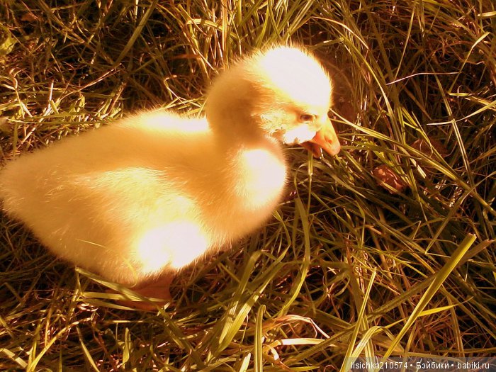 "ДНЕВНИКИ ПИФАГОРА" рассказы о маленьком гусенке. Федорова Надежда(иллюстрации автора)