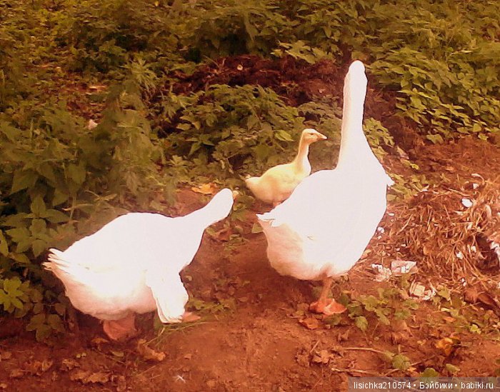 "ДНЕВНИКИ ПИФАГОРА" рассказы о маленьком гусенке. Федорова Надежда(иллюстрации автора) (фото 3)