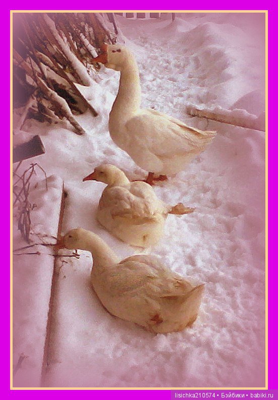 "ДНЕВНИКИ ПИФАГОРА" рассказы о маленьком гусенке. Федорова Надежда(иллюстрации автора) (фото 4)