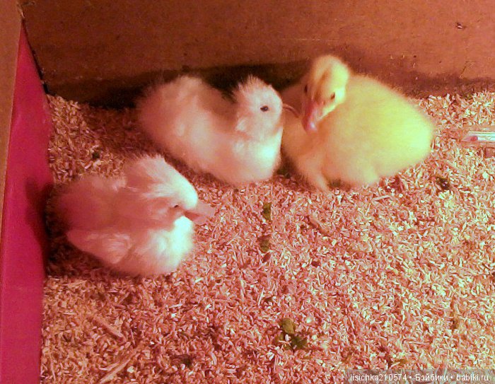 "ДНЕВНИКИ ПИФАГОРА" рассказы о маленьком гусенке. Федорова Надежда(иллюстрации автора) (фото 2)