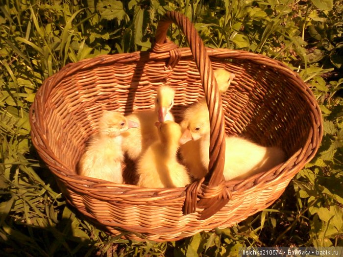 "ДНЕВНИКИ ПИФАГОРА" автор Федорова Надежда (часть 3) (фото 6)