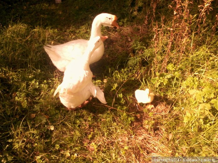 "ДНЕВНИКИ ПИФАГОРА" автор Федорова Надежда (часть 3)