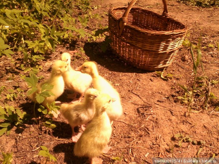 "ДНЕВНИКИ ПИФАГОРА" автор Федорова Надежда (часть 3) (фото 4)