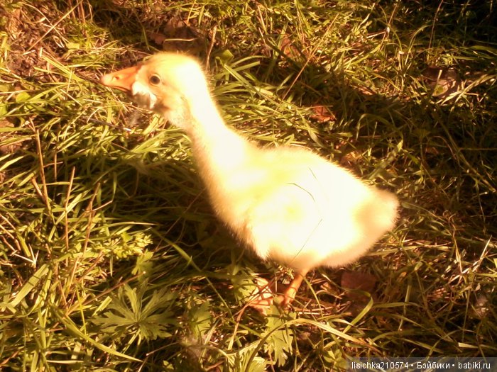 "ДНЕВНИКИ ПИФАГОРА" автор Федорова Надежда (часть 3)