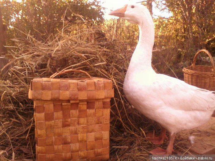 "ДНЕВНИКИ ПИФАГОРА" автор Федорова Надежда (часть 3) (фото 2)
