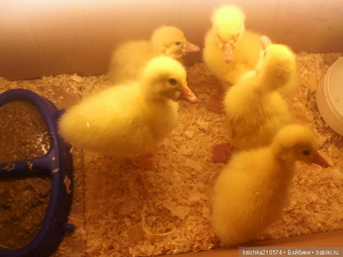 "ДНЕВНИКИ ПИФАГОРА" автор Федорова Надежда (часть 3) (фото 5)