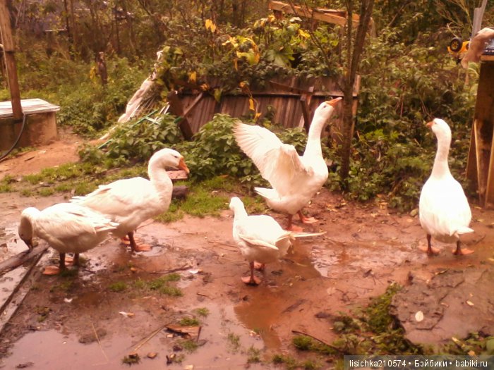"ДНЕВНИКИ ПИФАГОРА" автор Федорова Надежда (часть 3)
