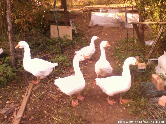 "ДНЕВНИКИ ПИФАГОРА" автор Федорова Надежда (часть 3) (фото 8)