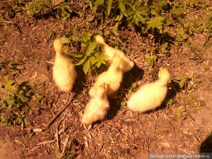 "ДНЕВНИКИ ПИФАГОРА" автор Федорова Надежда (часть 3) (фото 3)
