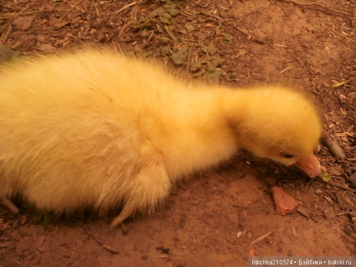 "ДНЕВНИКИ ПИФАГОРА" автор Федорова Надежда (часть 3) (фото 7)