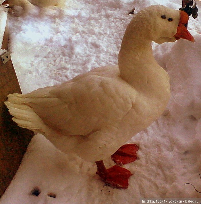 "ДНЕВНИКИ ПИФАГОРА" автор Федорова Надежда (часть 3) (фото 10)