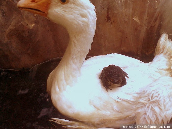 "Дневники Пифагора" история влюбленного лягушонка. Федорова Надежда (фото 4)