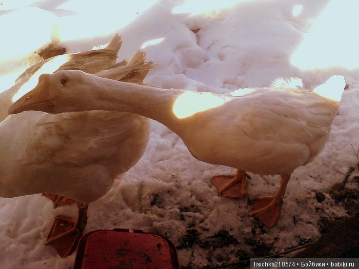 СТАРШИЙ БРАТ ("Дневники Пифагора" рассказы о животных) | Бэйбики СТАРШИЙ БРАТ ("Дневники Пифагора" рассказы о животных) (фото 3)