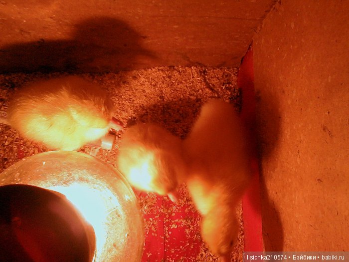 СТАРШИЙ БРАТ ("Дневники Пифагора" рассказы о животных) | Бэйбики СТАРШИЙ БРАТ ("Дневники Пифагора" рассказы о животных) (фото 2)