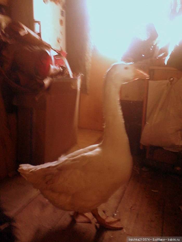 СТАРШИЙ БРАТ ("Дневники Пифагора" рассказы о животных) | Бэйбики СТАРШИЙ БРАТ ("Дневники Пифагора" рассказы о животных)