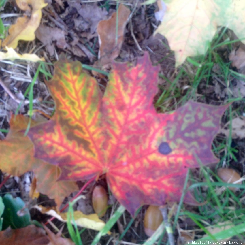 Осенние зарисовки — Интересное обо всем: поздравления (фото 2)