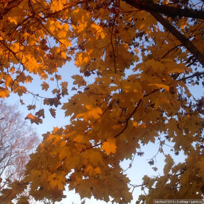 Осенние зарисовки — Интересное обо всем: поздравления (фото 6)