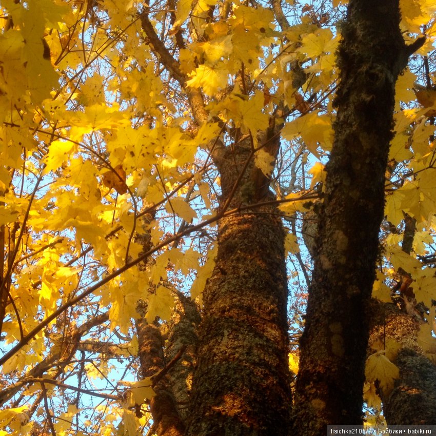 Осенние зарисовки — Интересное обо всем: поздравления (фото 5)