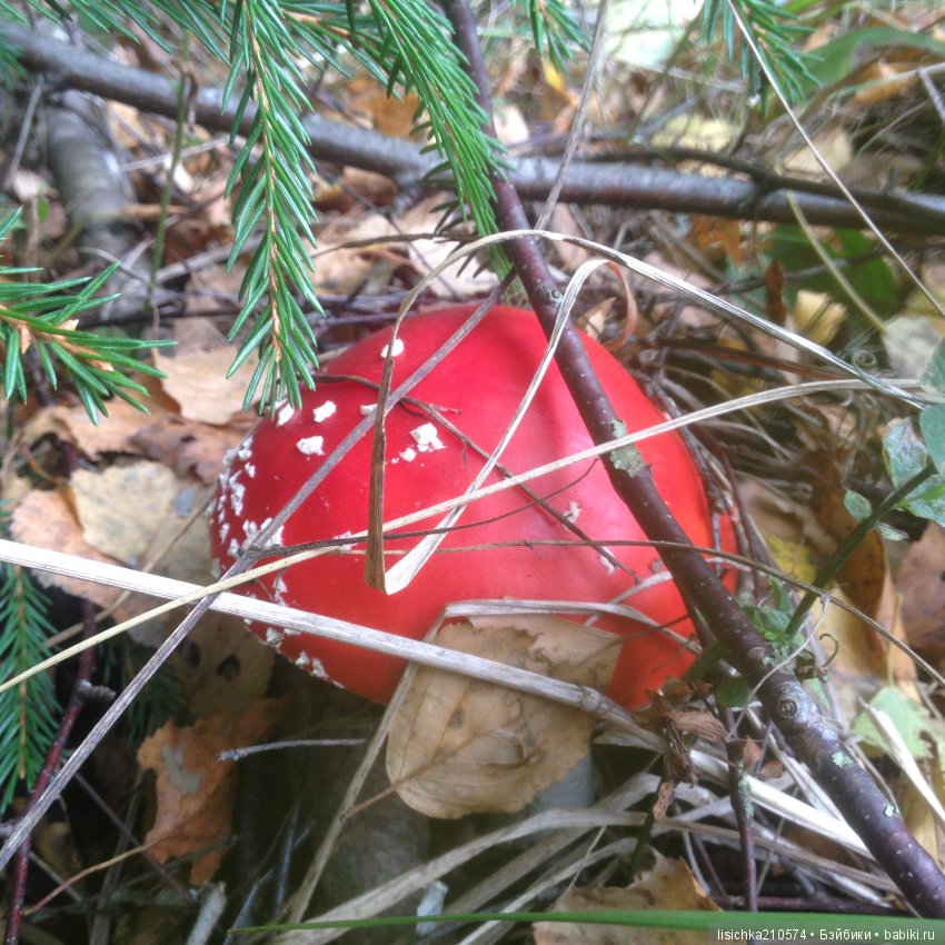 Осенние зарисовки — Интересное обо всем: поздравления