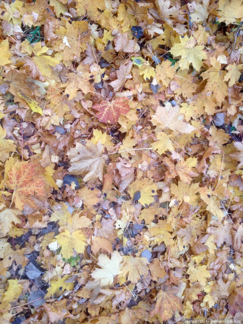 Осенние зарисовки — Интересное обо всем: поздравления (фото 7)