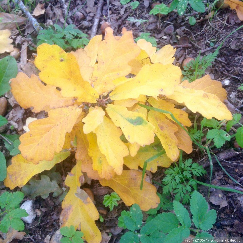 Осенние зарисовки — Интересное обо всем: поздравления (фото 4)