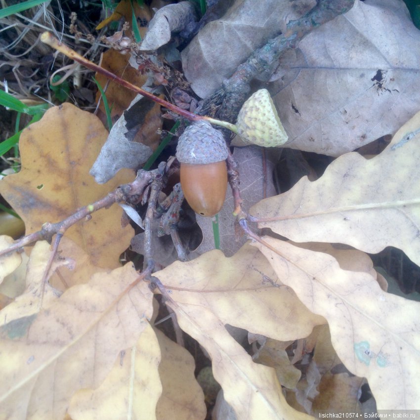 Осенние зарисовки — Интересное обо всем: поздравления (фото 3)