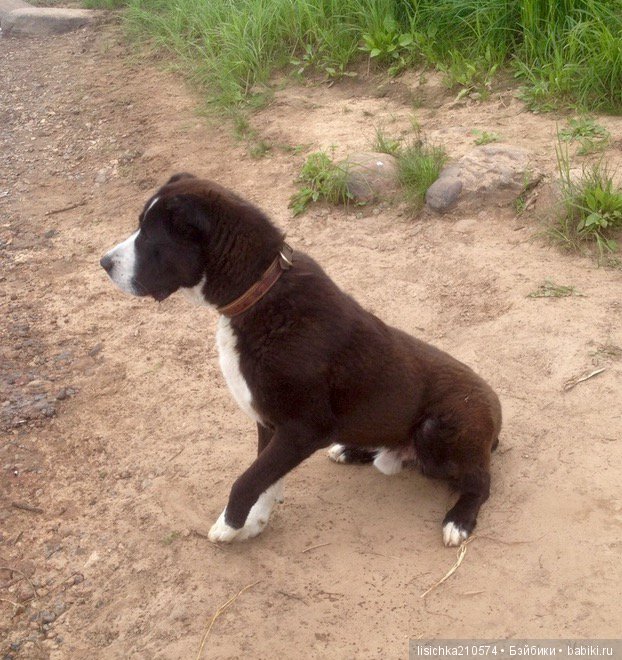 День собак! Поздравляю — Болталка и разговоры обо всем: жизнь (фото 2)