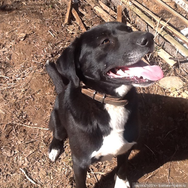 День собак! Поздравляю — Болталка и разговоры обо всем: жизнь