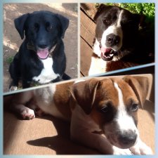 День собак! Поздравляю