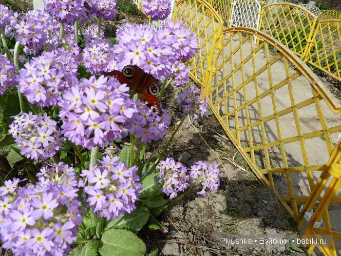 Наши прогулки. Часть 2. LeeAnn (фото 4)