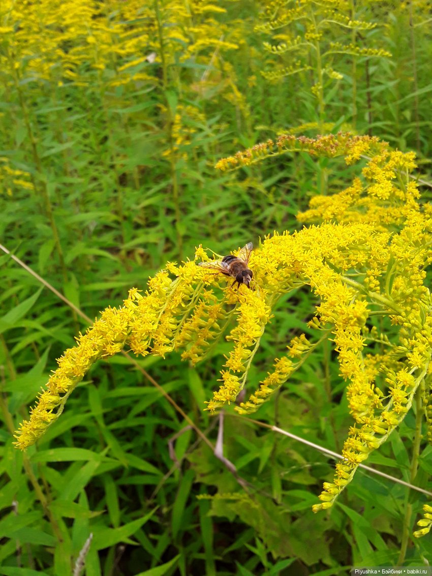 Варвара и старинные усадьбы. Заброшенные и не очень