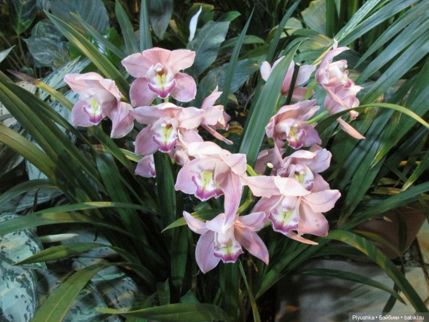 А вы знаете, где сейчас цветут орхидеи (фото 3)