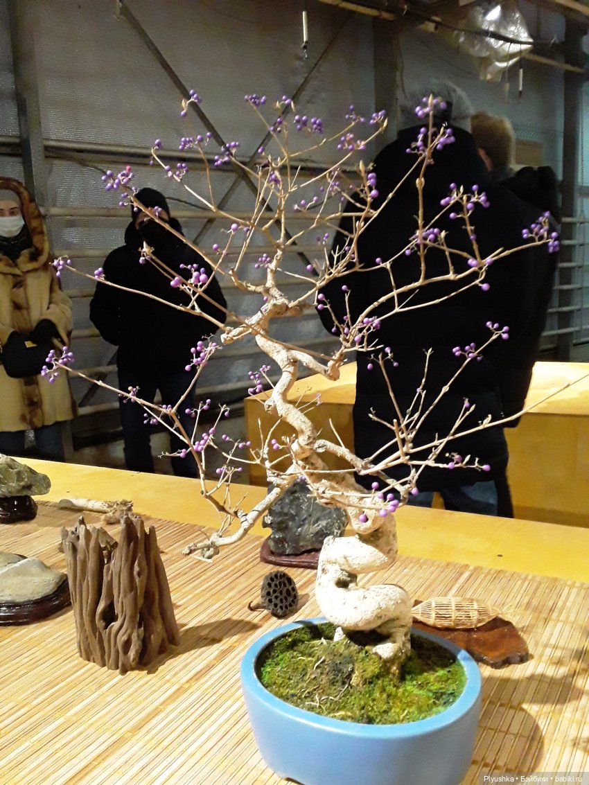 А вы знаете, где сейчас цветут орхидеи