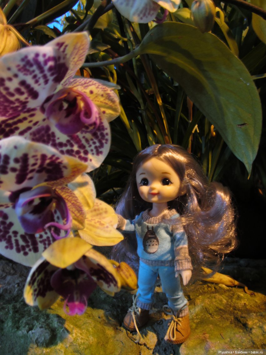 А вы знаете, где сейчас цветут орхидеи (фото 4)