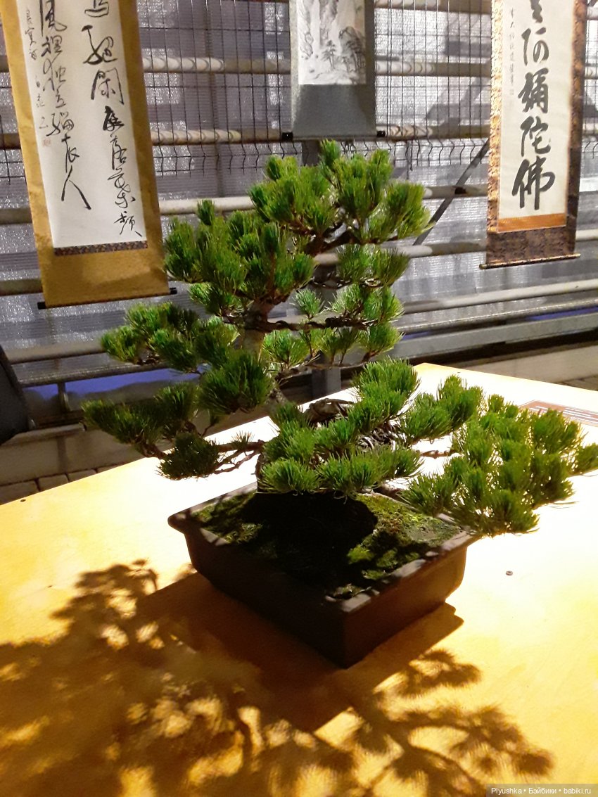 А вы знаете, где сейчас цветут орхидеи