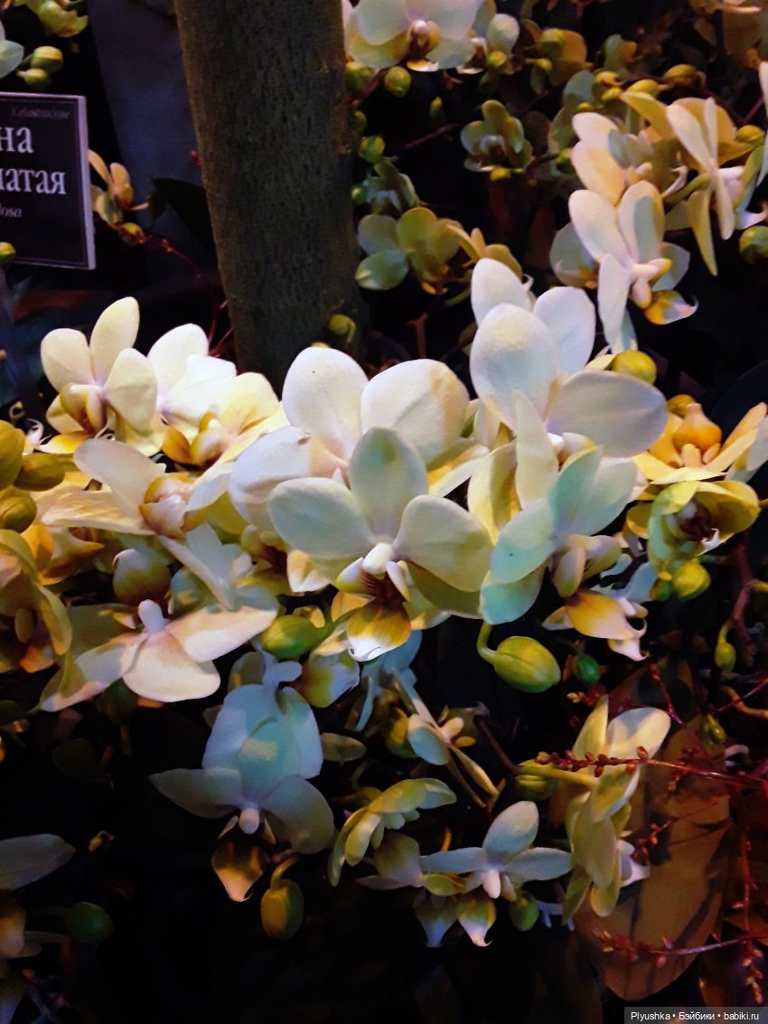 А вы знаете, где сейчас цветут орхидеи (фото 8)