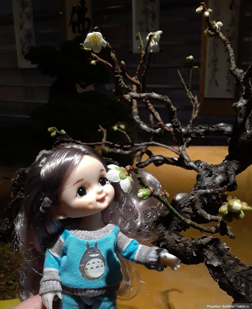 А вы знаете, где сейчас цветут орхидеи